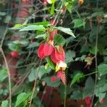 Callianthe megapotamica Flower