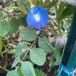 Clitoria ternateaFolha