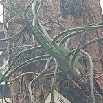 Tillandsia bulbosa Liść