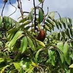 Homalolepis cedron Fruit