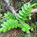 Campsidium valdivianum Otro