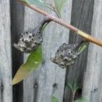 Hakea salicifolia Frucht