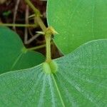 Bauhinia monandra Hoja