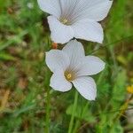 Linum tenuifoliumVirág