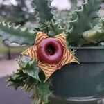 Huernia zebrina Λουλούδι