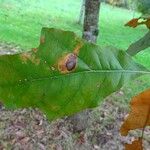 Quercus pagoda Leaf