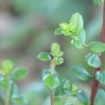 Myrsine africana Leaf