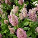 Ptilotus extenuatus Hábito