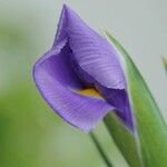 Iris xiphium പുഷ്പം