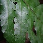 Triplophyllum fraternum Hoja