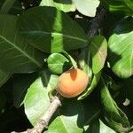 Garcinia livingstonei Fruit