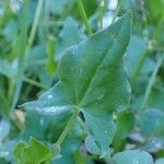 Rumex scutatus Folio