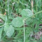 Erodium aethiopicum पत्ता