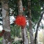 Brownea rosa-de-monte Flower