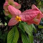 Mussaenda philippica Flor