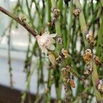 Rhipsalis puniceodiscus Flower