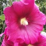 Alcea roseaFlower