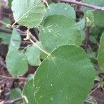 Grewia villosa Leaf