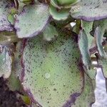 Kalanchoe laxiflora Ліст