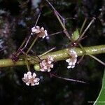 Amborella trichopoda Kvet