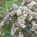 Solidago gigantea Frucht