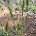 Hordeum marinum Blomma