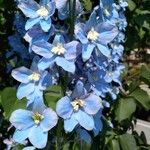 Delphinium leroyi Квітка