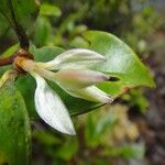 Metrosideros nitida Flor