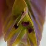 Bulbophyllum occultum Cvet
