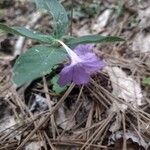 Ruellia humilis Kvet