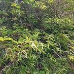 Clethra alnifolia Hábito