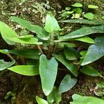 Asplenium sagittatum Deilen