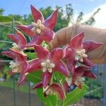 Hoya imperialis फूल