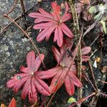 Geranium lucidum Листок