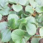 Fragaria x ananassa Other