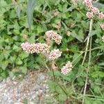 Persicaria maculosaКвітка