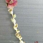 Caroxylon vermiculatum Flower