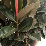 Ficus elasticaBlatt