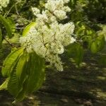 Miconia longifolia Цвят