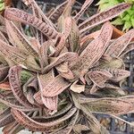 Gasteria obliqua Habit