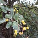 Sorbus intermedia Плод