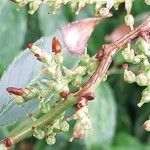 Leucothoe fontanesiana Fruit