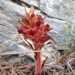 Orobanche alba Fula