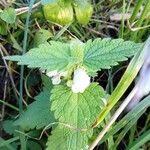 Lamium album Flower