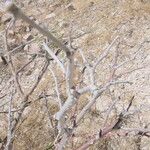 Vachellia hebeclada Кора
