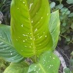 Dieffenbachia oerstedii Liść