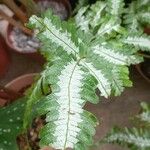 Pteris quadriaurita Liść