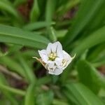 Allium triquetrum Цветок