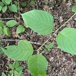 Cornus rugosa Foglia