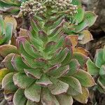 Aeonium lancerottense Blatt